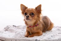 chihuahua-4