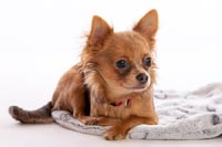 chihuahua-5