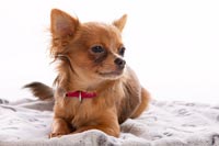 chihuahua-6