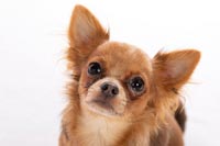 chihuahua-7