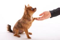 chihuahua-8