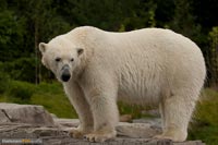 eisbaer-5