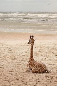 giraffe-h-1