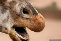 giraffe-q-1