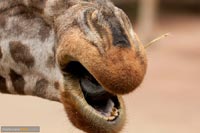 giraffe-q-2