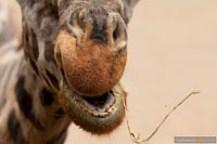 giraffe-q-3