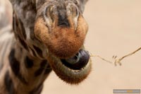 giraffe-q-4