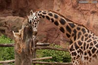 giraffe-q-5