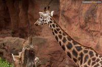 giraffe-q-6