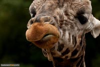 giraffe-q-7