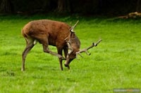 hirsch-1
