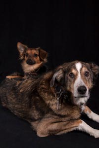 hund-h-1
