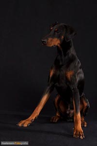 hund-h-10