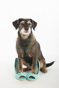 hund-h-11