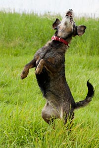 hund-h-12