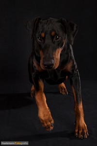 hund-h-2