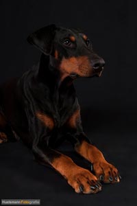 hund-h-3