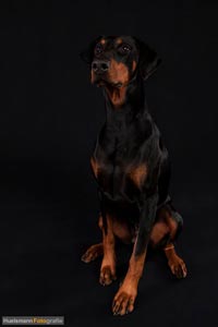 hund-h-4