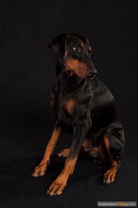 hund-h-5