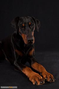 hund-h-6