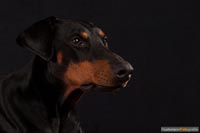 hund-q-3