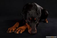 hund-q-4