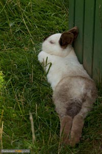 kaninchen-h-1