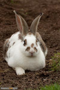 kaninchen-h-2