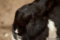 kaninchen-q-1