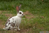 kaninchen-q-2