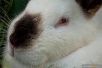 kaninchen-q-3