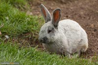 kaninchen-q-4