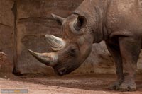 nashorn-1