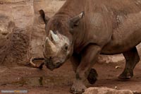 nashorn-2