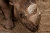 nashorn-3