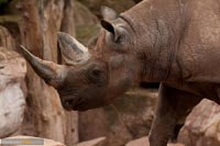nashorn-5