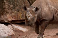nashorn-6