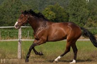 pferd-2