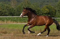 pferd-3