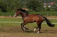 pferd-4