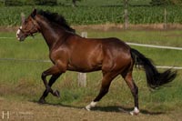 pferd-5