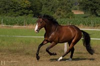 pferd-8