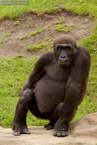 primaten-affen-gorillas-h-1