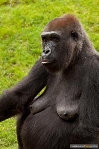 primaten-affen-gorillas-h-10