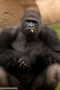 primaten-affen-gorillas-h-11