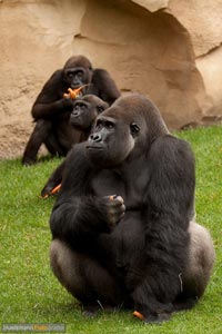 primaten-affen-gorillas-h-13