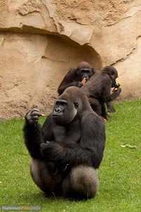 primaten-affen-gorillas-h-14