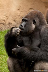 primaten-affen-gorillas-h-15