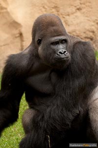 primaten-affen-gorillas-h-16