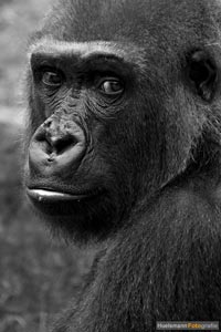 primaten-affen-gorillas-h-17